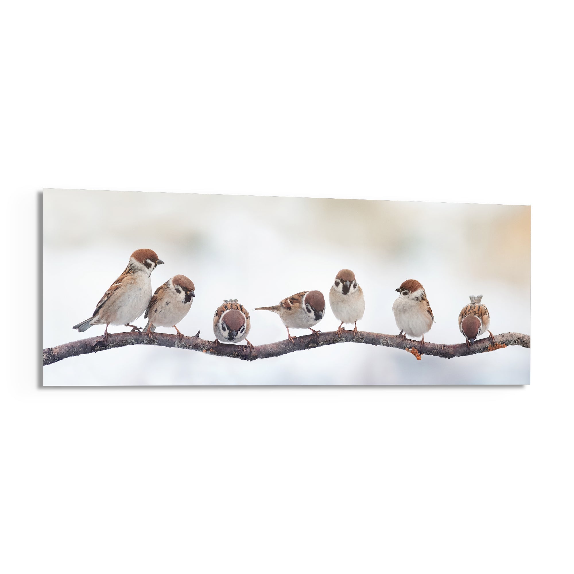 Seven Sparrows On A Bare Branch Glass Wall Art
