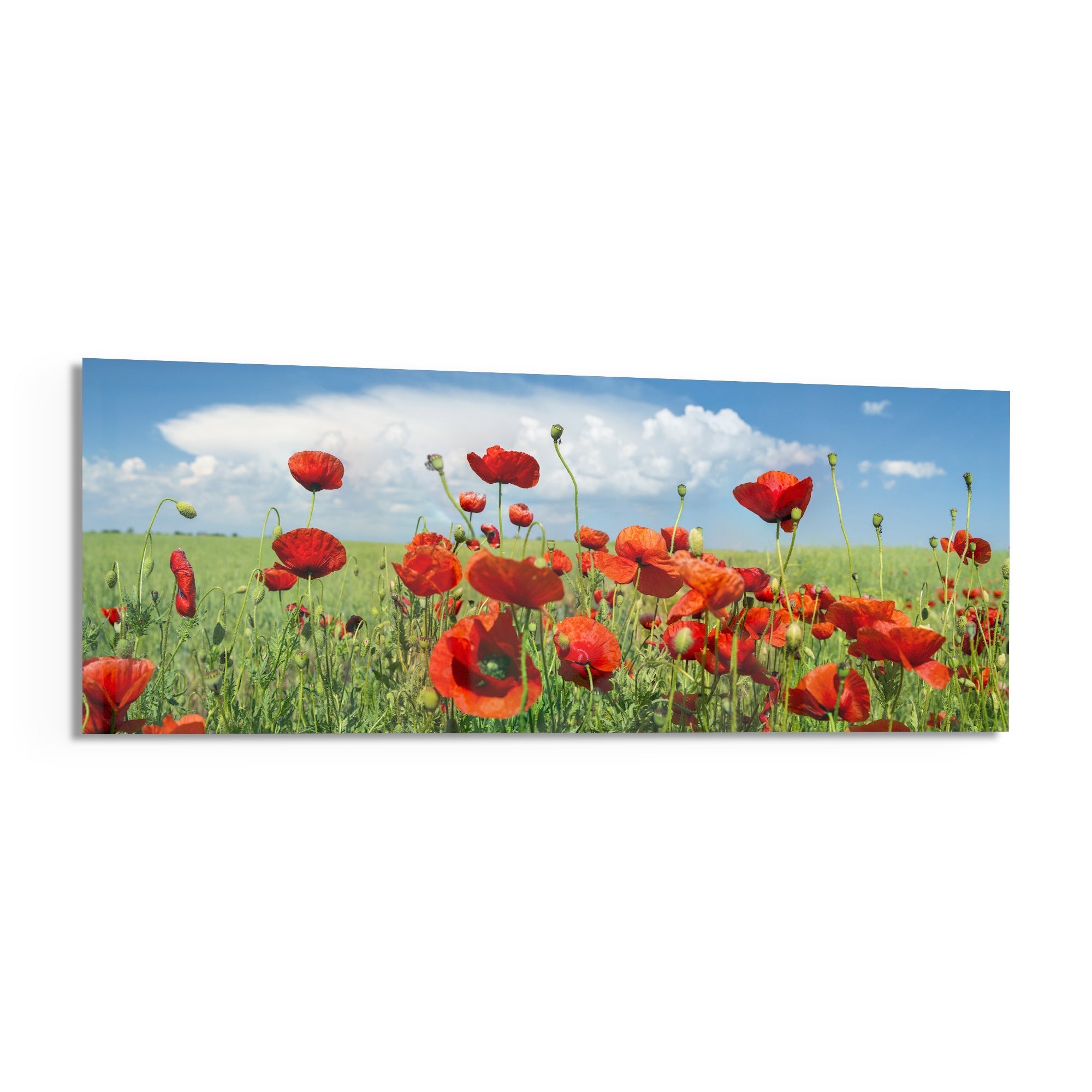 Poppy Flower Glass Wall Art (36"x14")