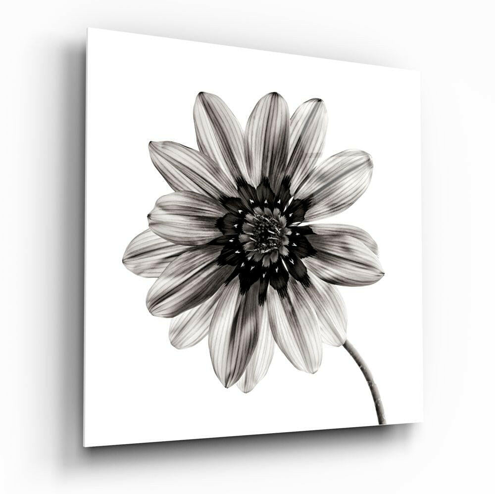 Backlit Monochrome Daisy Glass Wall Art