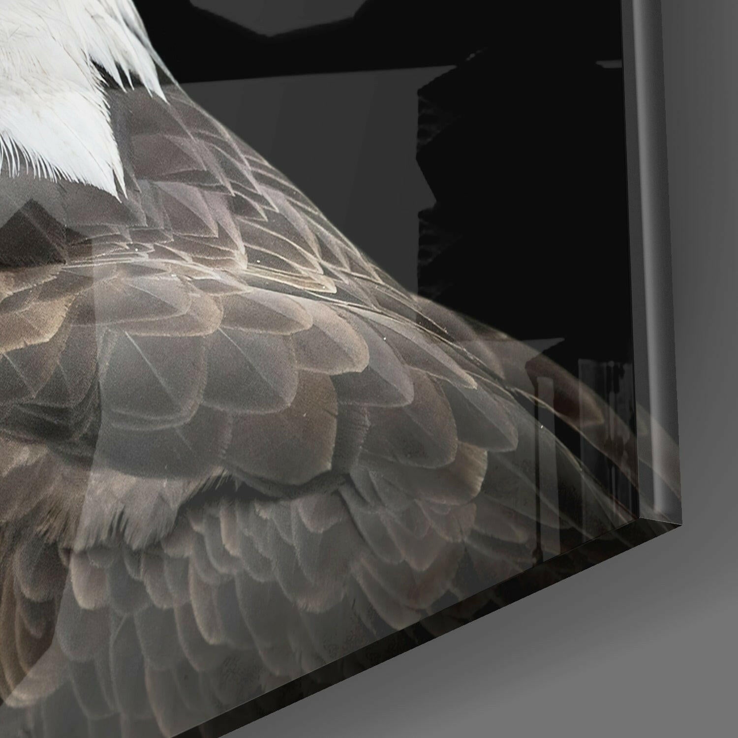 Bald Eagle Head Black Square Glass Wall Art