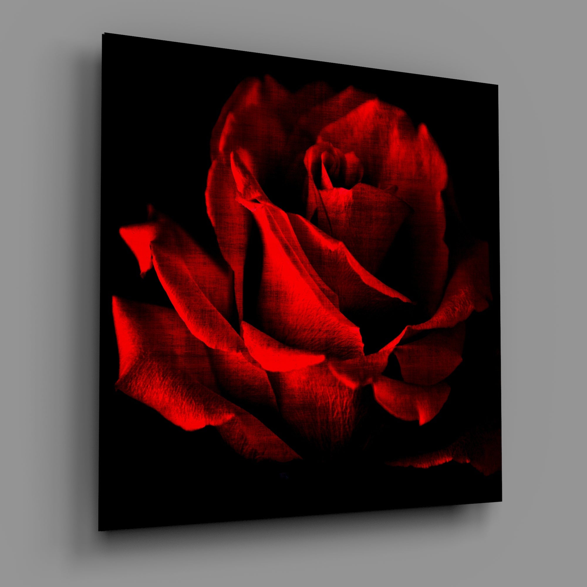 Crimson Rose Bloom on Black Glass Wall Art