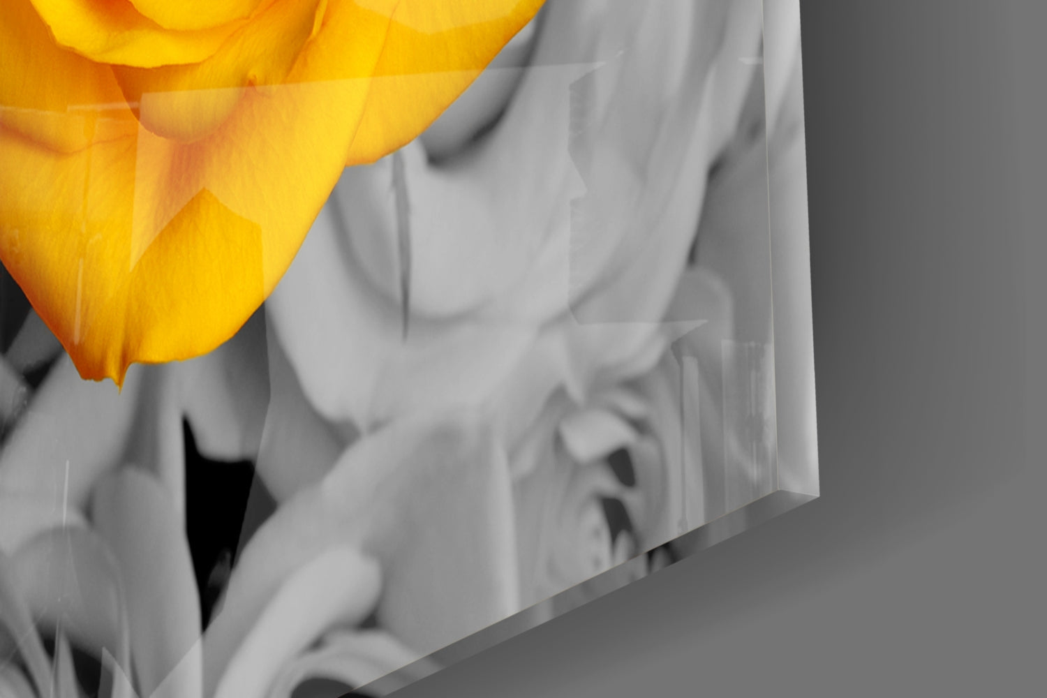 Vivid Yellow Rose Gray Roses Glass Wall Art