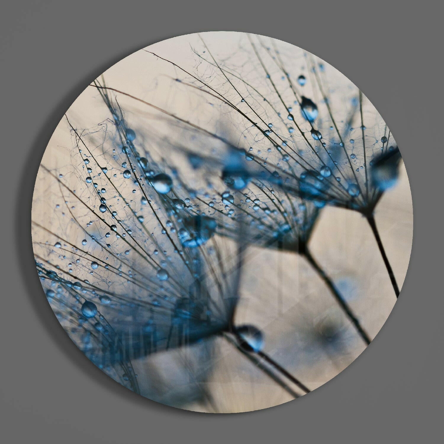 Blue Dewdrops Dandelion Macro Glass Wall Art