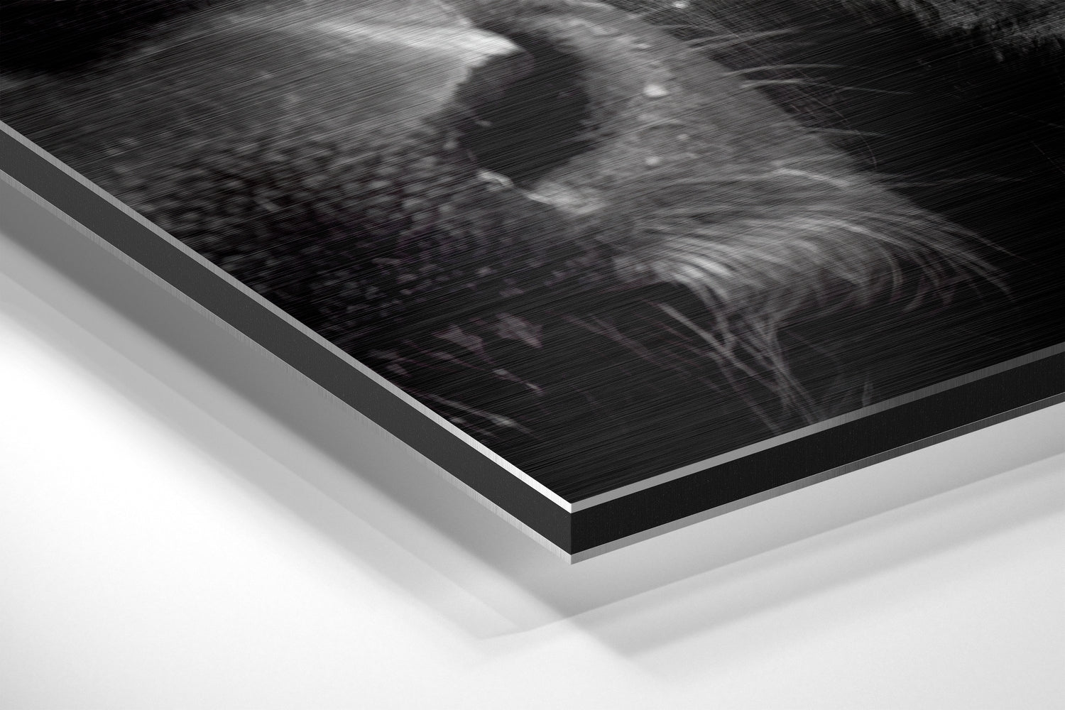 Buffalo Brushed Aluminium Dibond Wall Art