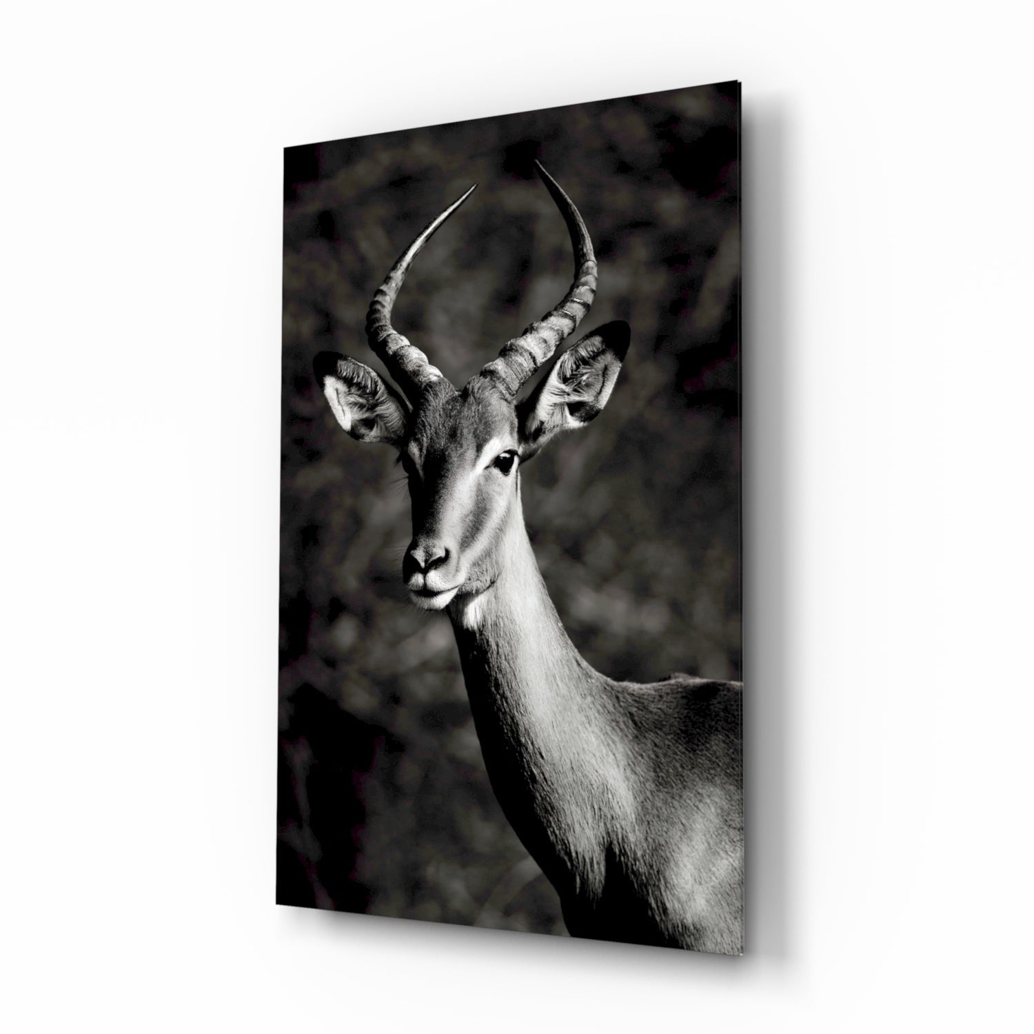 Black and White Impala Portrait Glass Wall Art