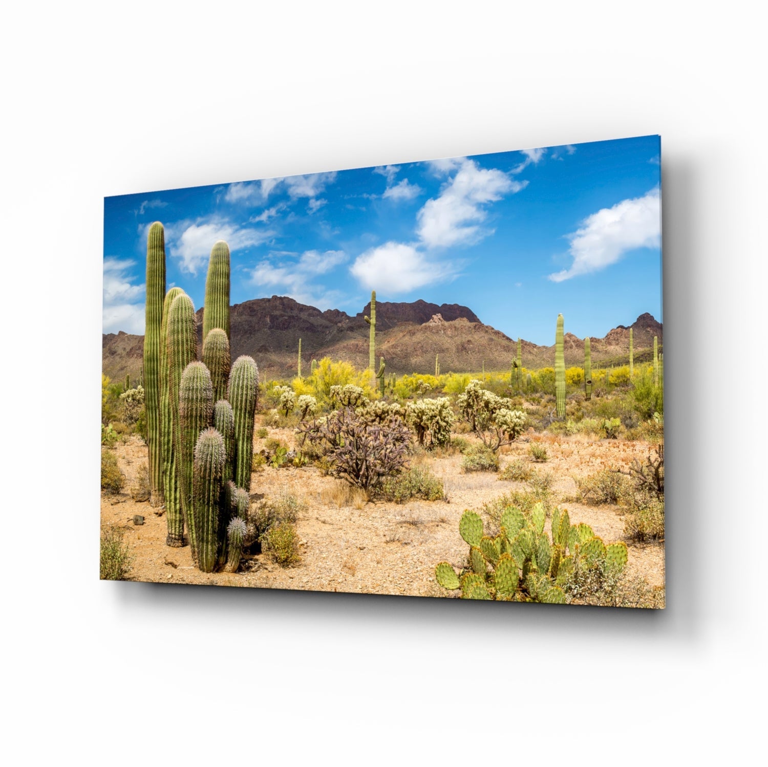 Cactuses Glass Wall Art