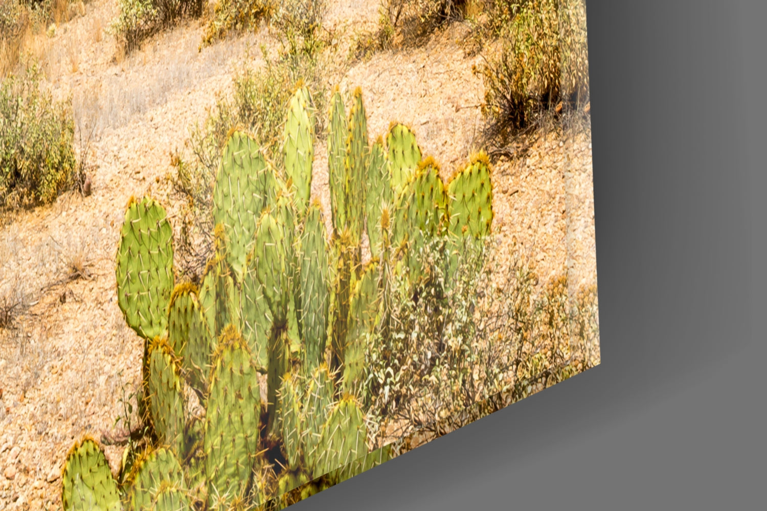 Cactuses Glass Wall Art