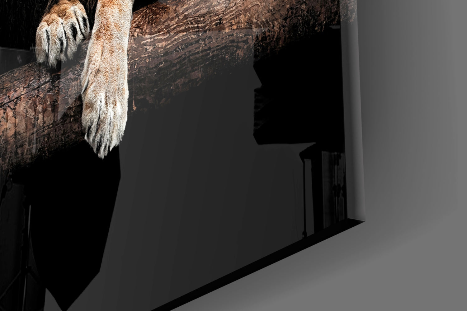 Lion and Lioness Resting on Log Glass Wall Art