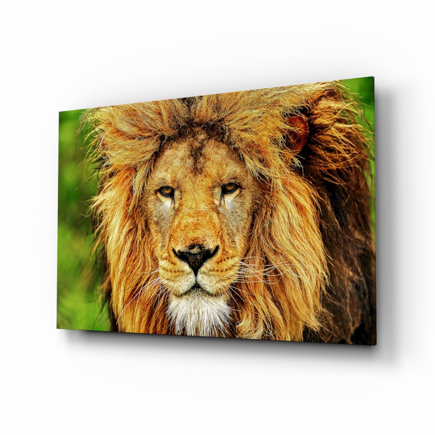 Golden Lion Green Meadow Glass Wall Art