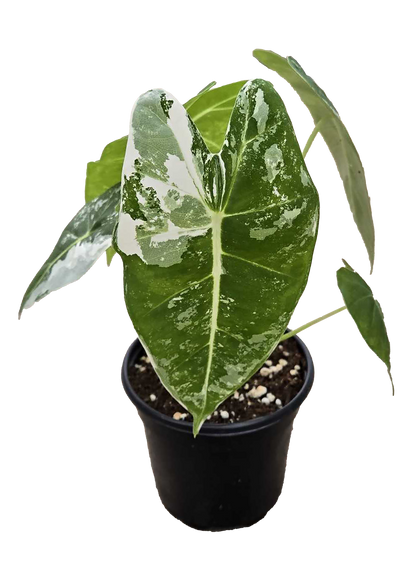 Alocasia Frydek Variegated