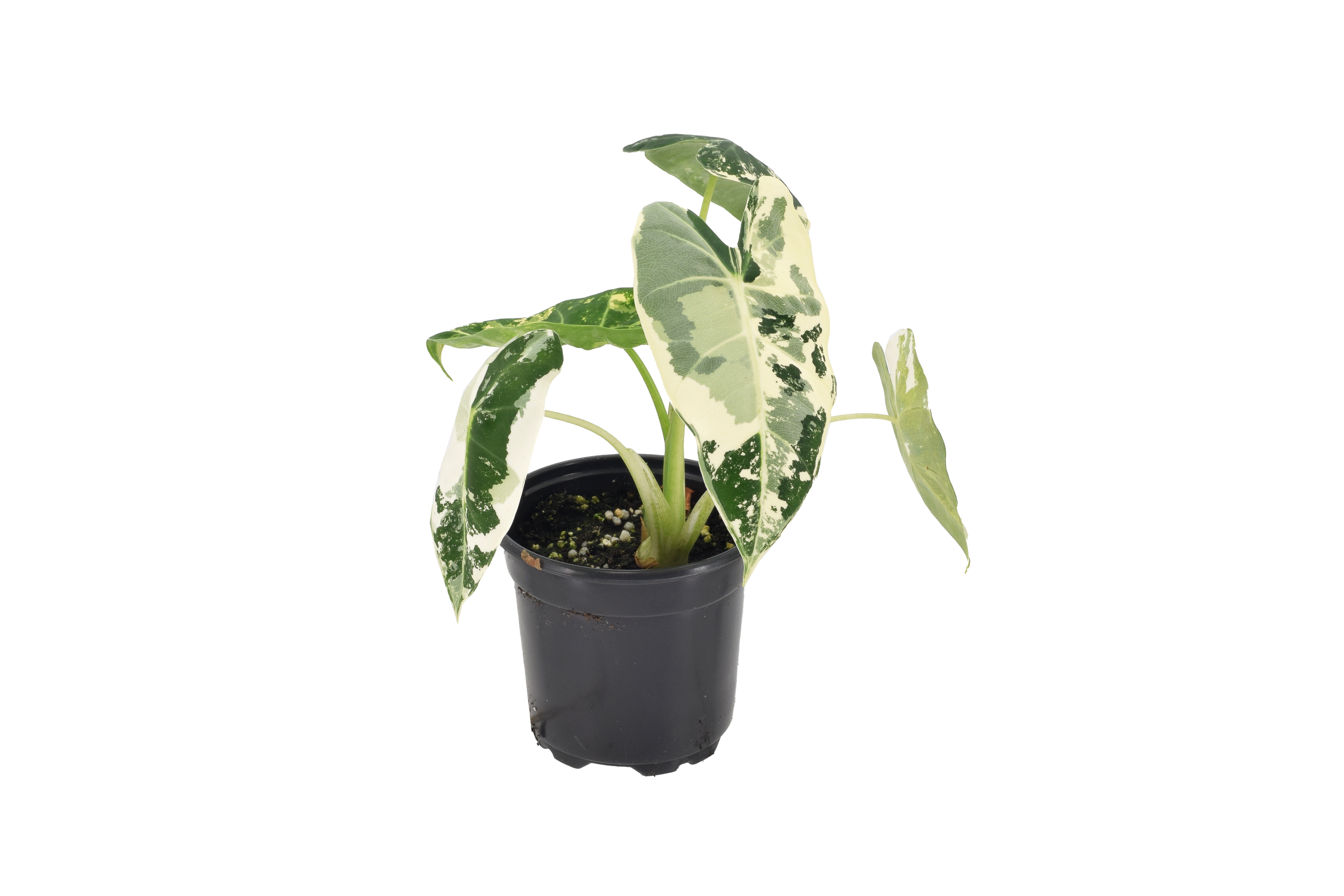 Alocasia Frydek Variegated