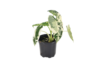 Alocasia Frydek Variegated