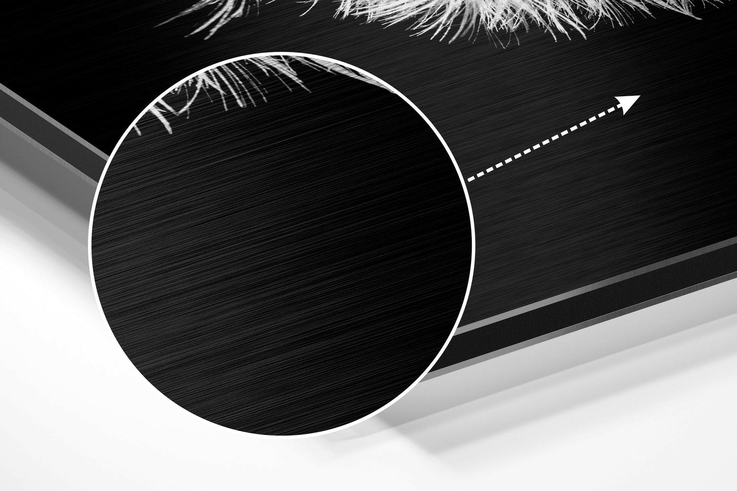 Dandelion Brushed Aluminium Dibond Wall Art