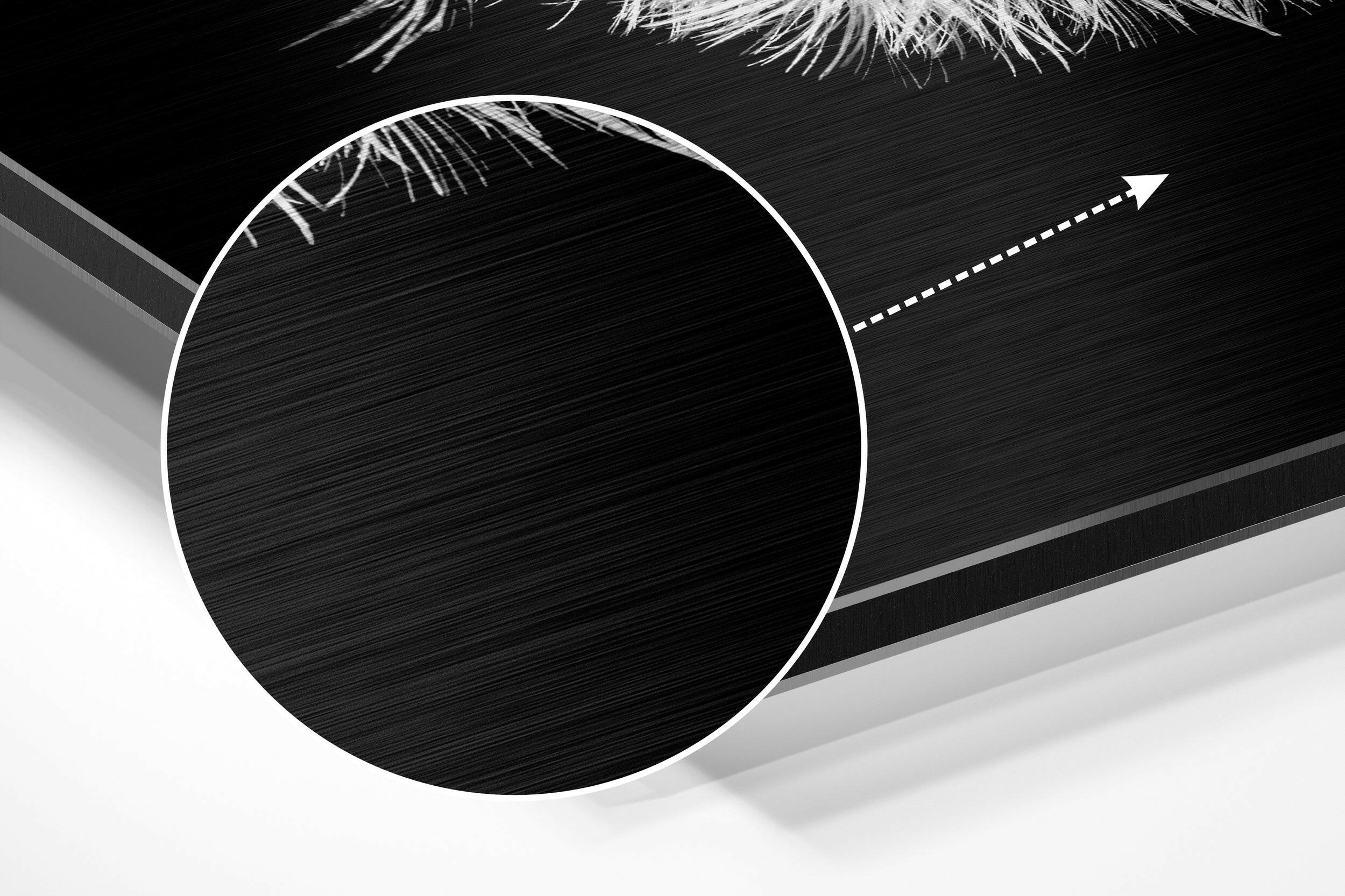 Dandelion Brushed Aluminium Dibond Wall Art