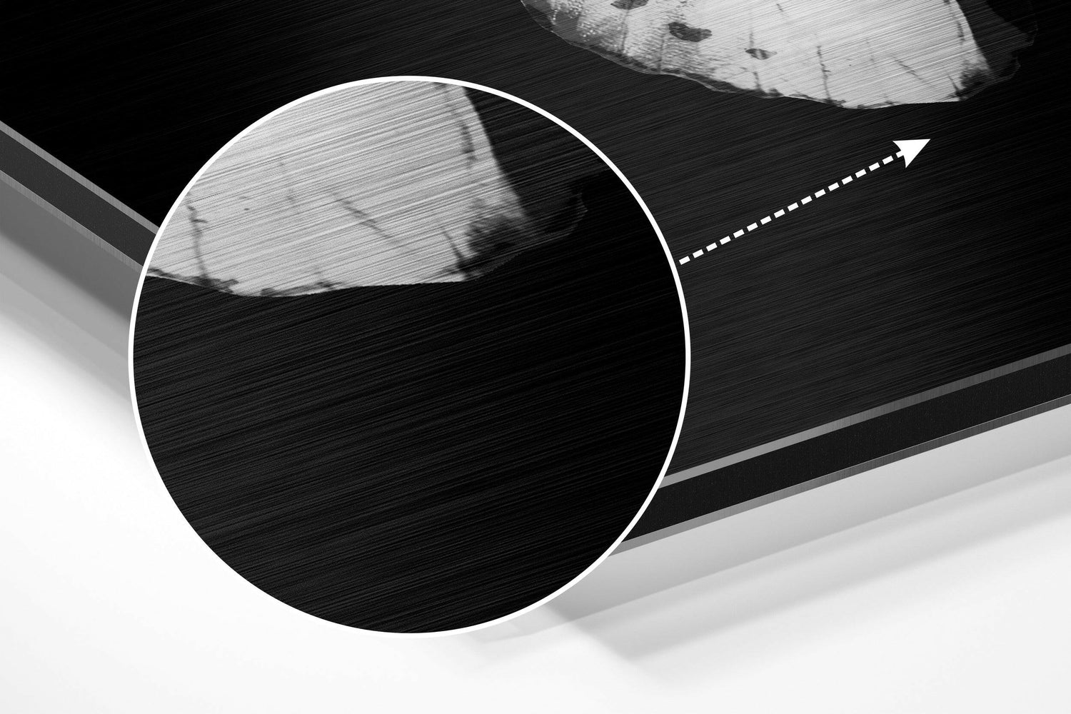 White Butterfly on Black Brushed Aluminium Dibond Wall Art