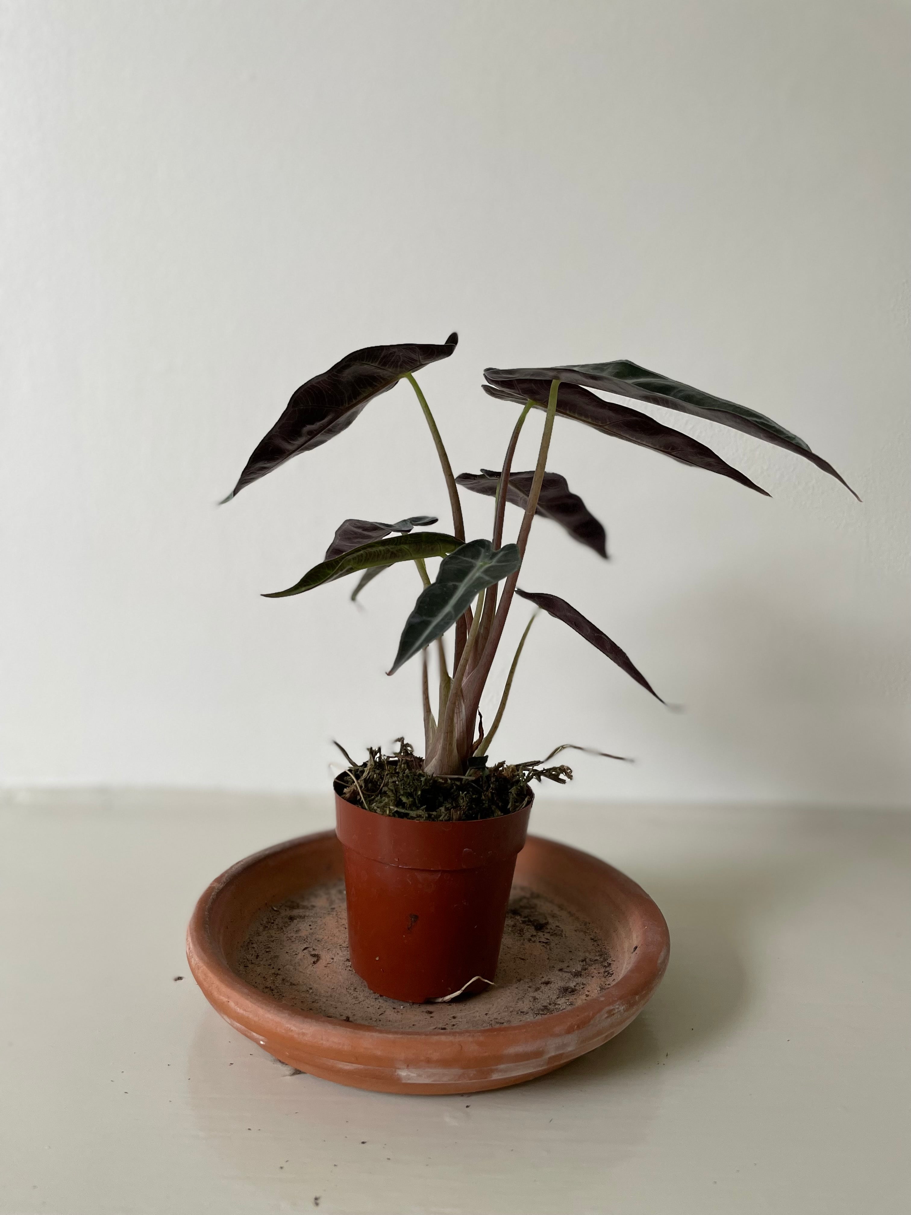 Alocasia Polly &