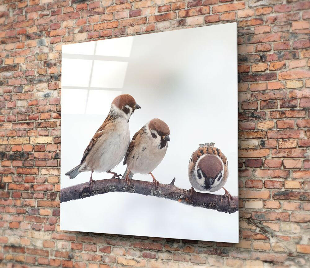 Three Sparrows On Snowy Branch Glass Wall Art