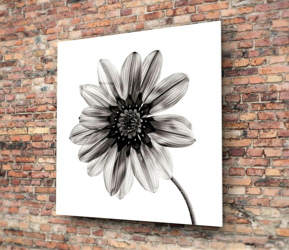 Backlit Monochrome Daisy Glass Wall Art