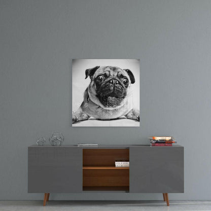Wide Eyed Pug Portrait Close Up Glass Wall Art