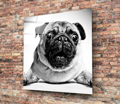 Wide Eyed Pug Portrait Close Up Glass Wall Art