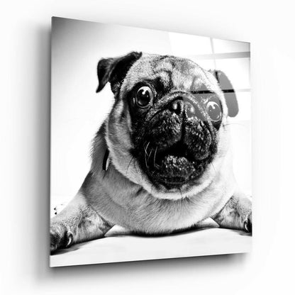 Wide Eyed Pug Portrait Close Up Glass Wall Art