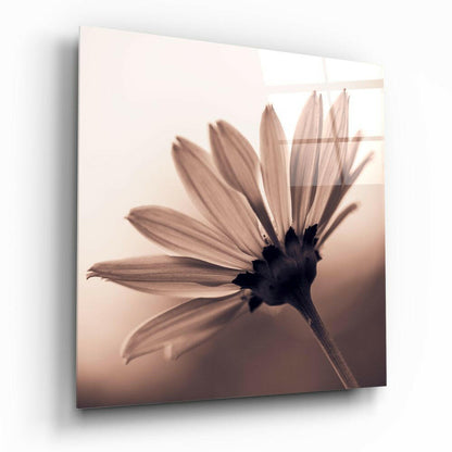Sepia Backlit Daisy Glass Wall Art