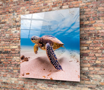 Green Sea Turtle Pink Seabed Glass Wall Art