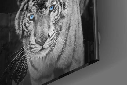 Blue Eyed White Tiger Glass Wall Art