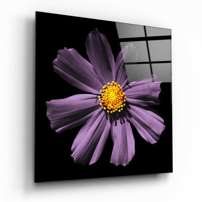 Yellow Centered Purple Cosmos Flower Glass Wall Art