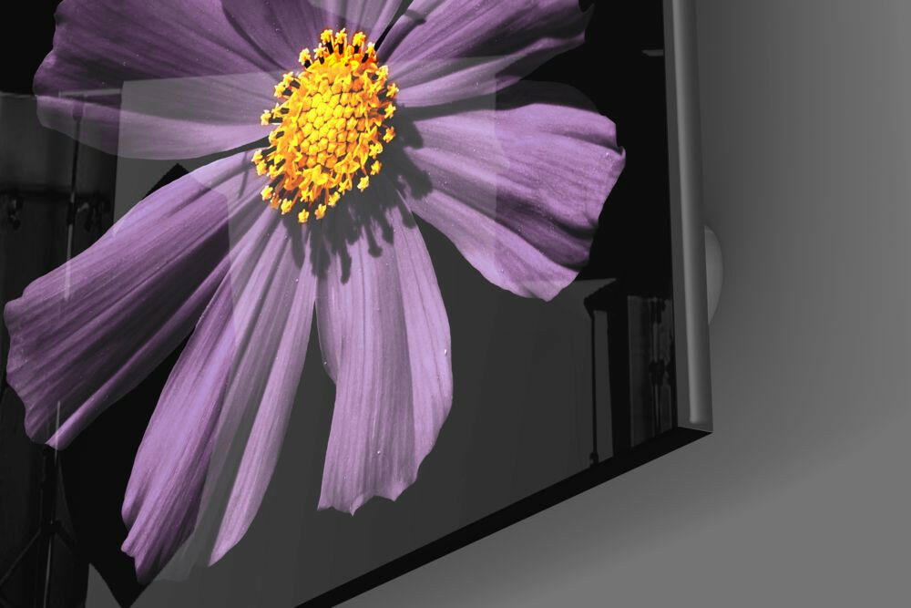 Yellow Centered Purple Cosmos Flower Glass Wall Art