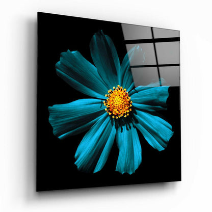 Turquoise Cosmos Bloom On Black Glass Wall Art