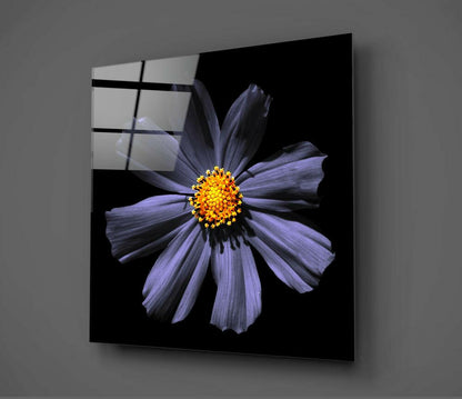 Purple Cosmos Bloom With Yellow Center Glass Wall Art