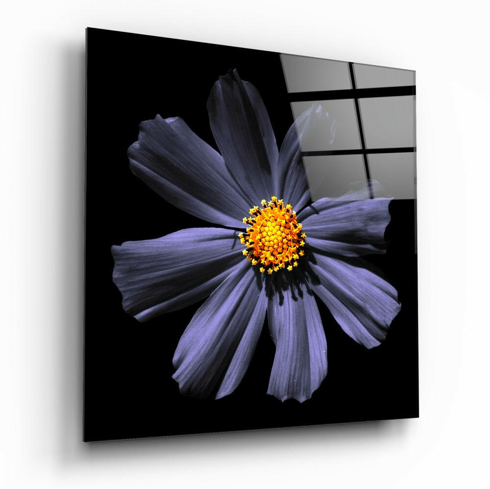 Purple Cosmos Bloom With Yellow Center Glass Wall Art