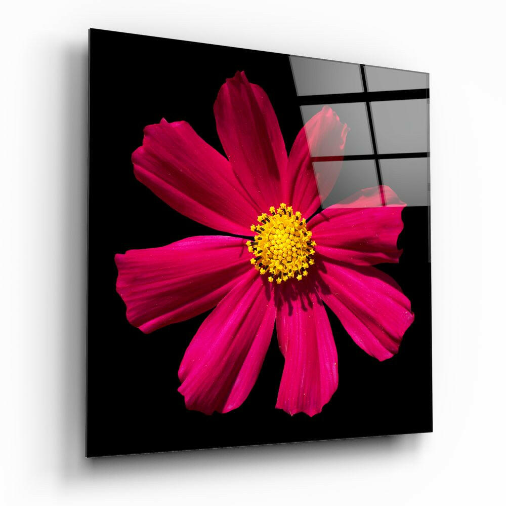 Magenta Cosmos Yellow Center Bloom Glass Wall Art