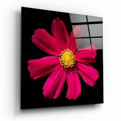 Magenta Cosmos Yellow Center Bloom Glass Wall Art