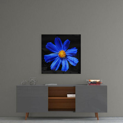 Cobalt Blue Cosmos With Yellow Center Glass Wall Art