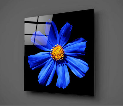 Cobalt Blue Cosmos With Yellow Center Glass Wall Art