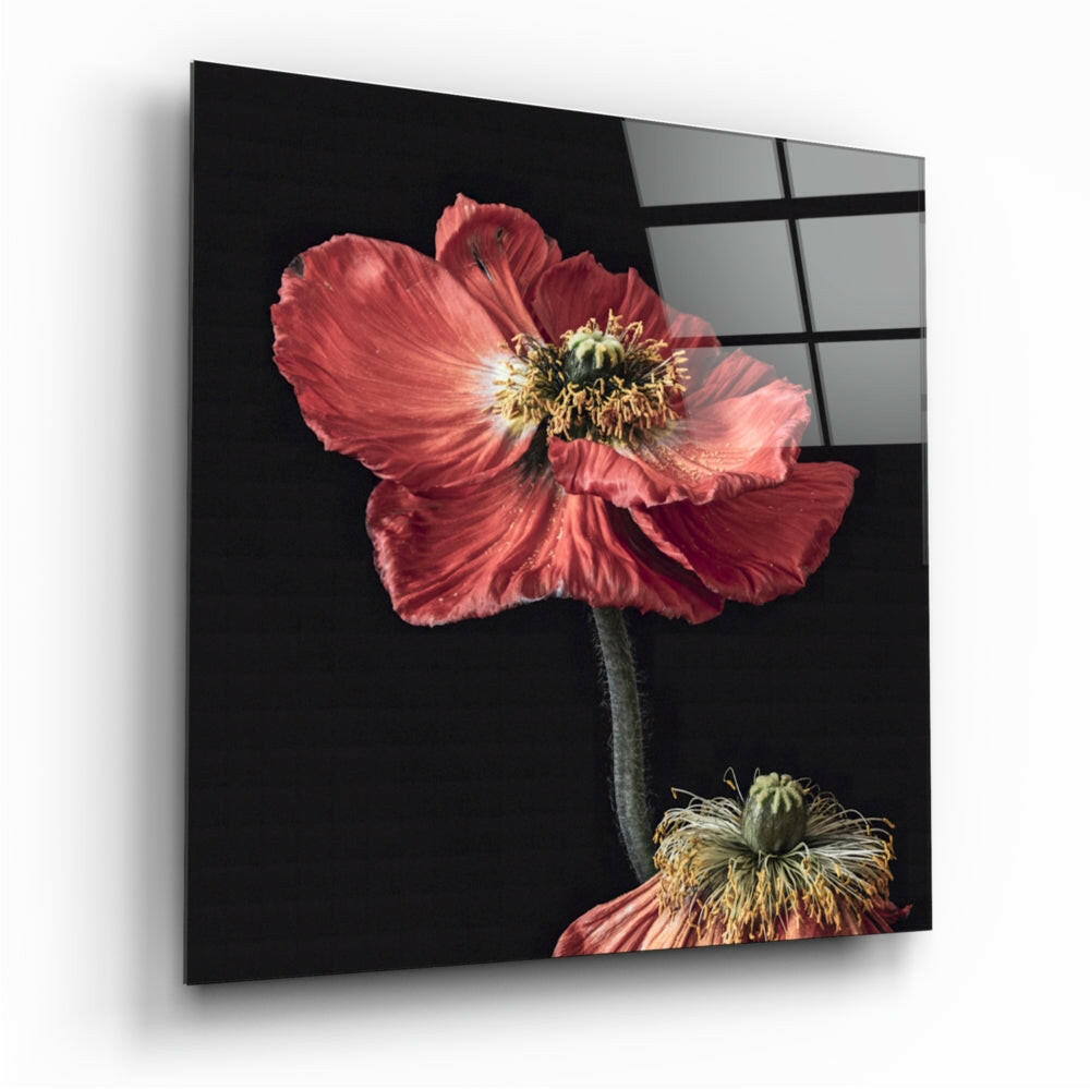 Red Poppy Duo Glass Wall Art