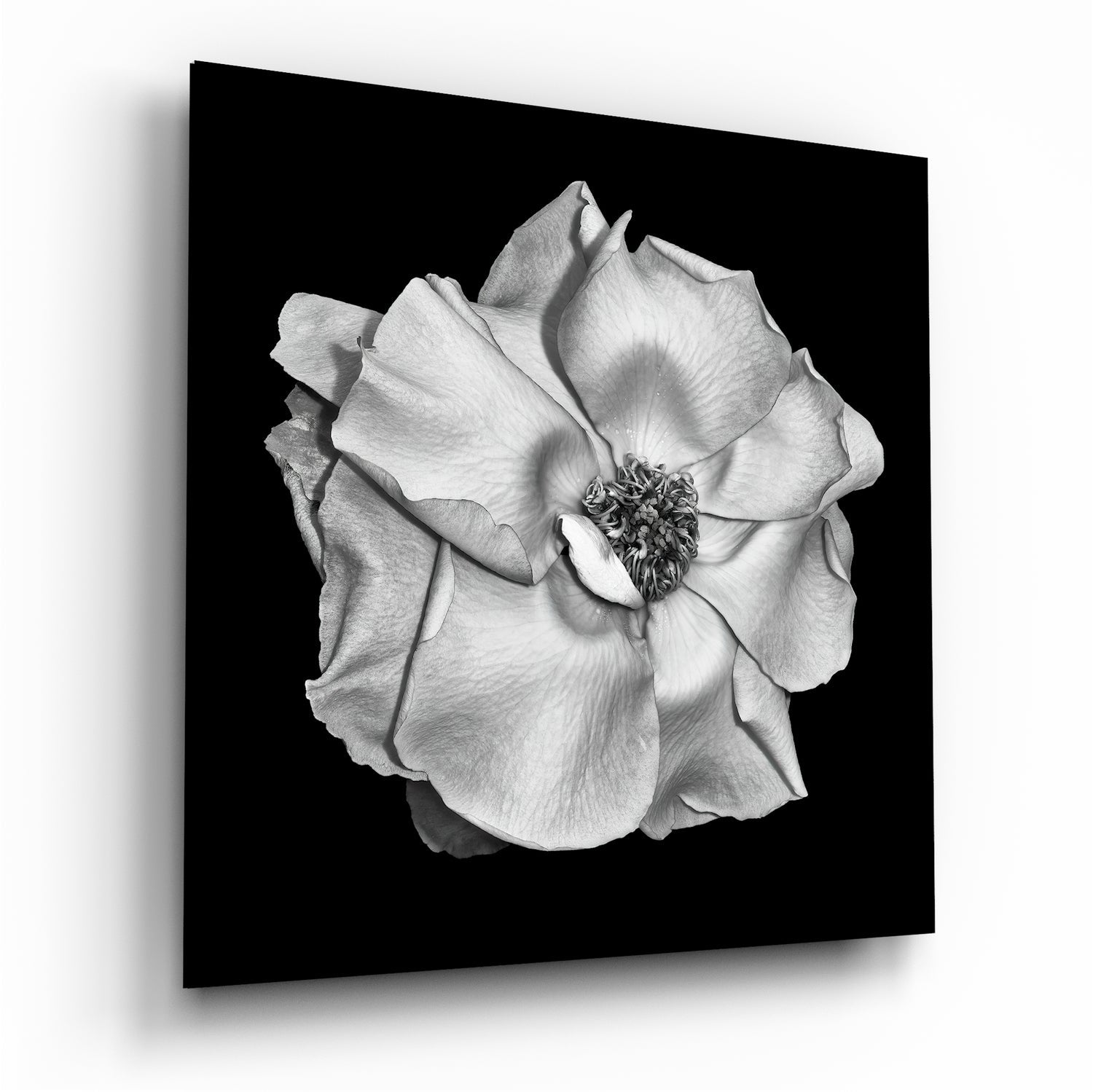 Monochrome White Rose Glass Wall Art