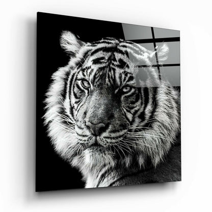 Tiger&