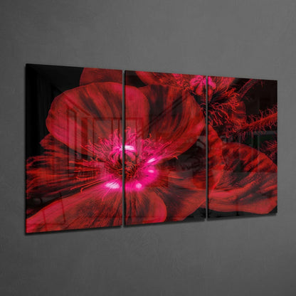 Glowing Crimson Poppy Macro Glass Wall Art