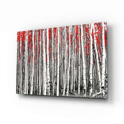 Wide Panoramic Birch Forest Red Treetops Glass Wall Art