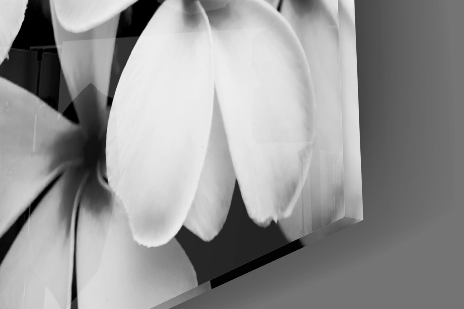 Monochrome Plumeria Cluster Glass Wall Art