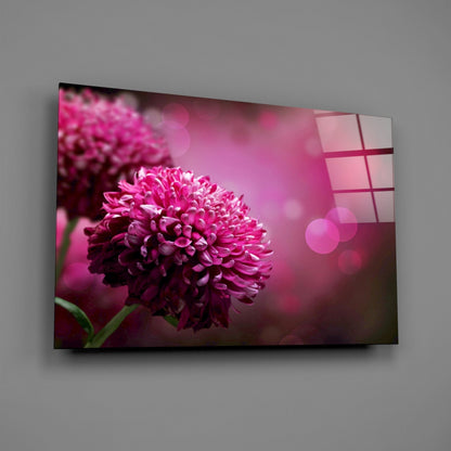 Magenta Pompom Dahlia Glass Wall Art