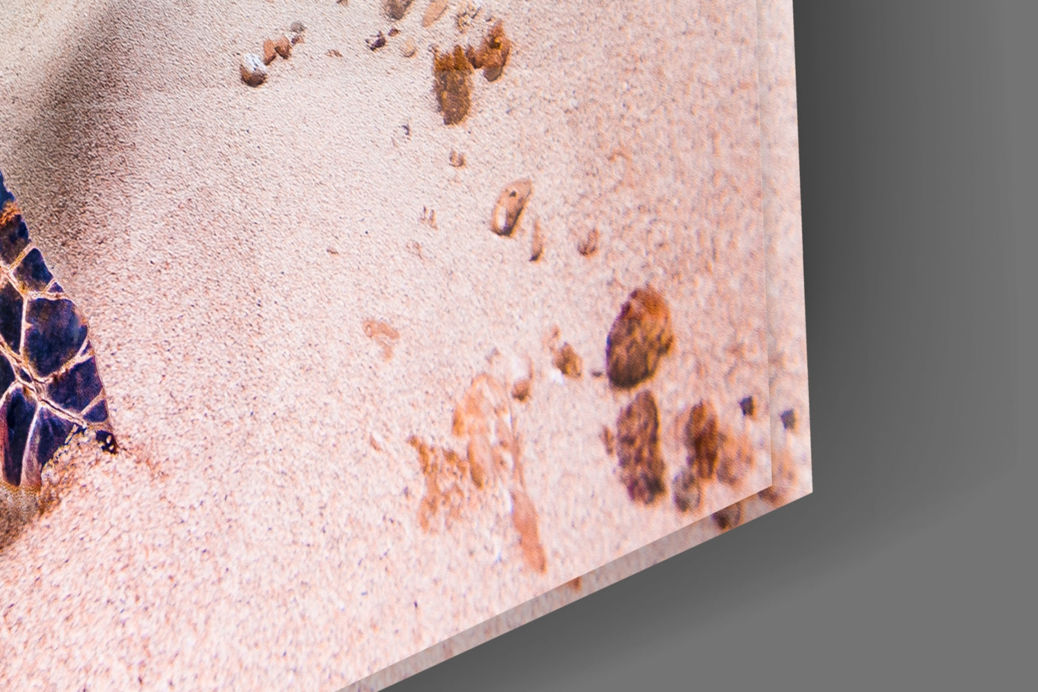 Sea Turtle Gliding Over White Sand Glass Wall Art