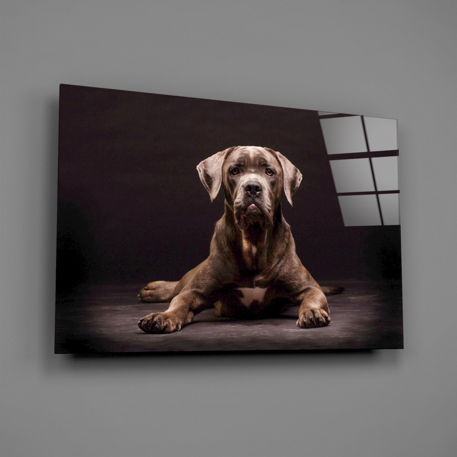 Cane Corso Studio Portrait Glass Wall Art
