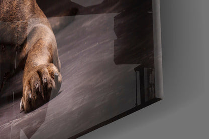 Cane Corso Studio Portrait Glass Wall Art