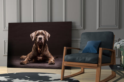 Cane Corso Studio Portrait Glass Wall Art