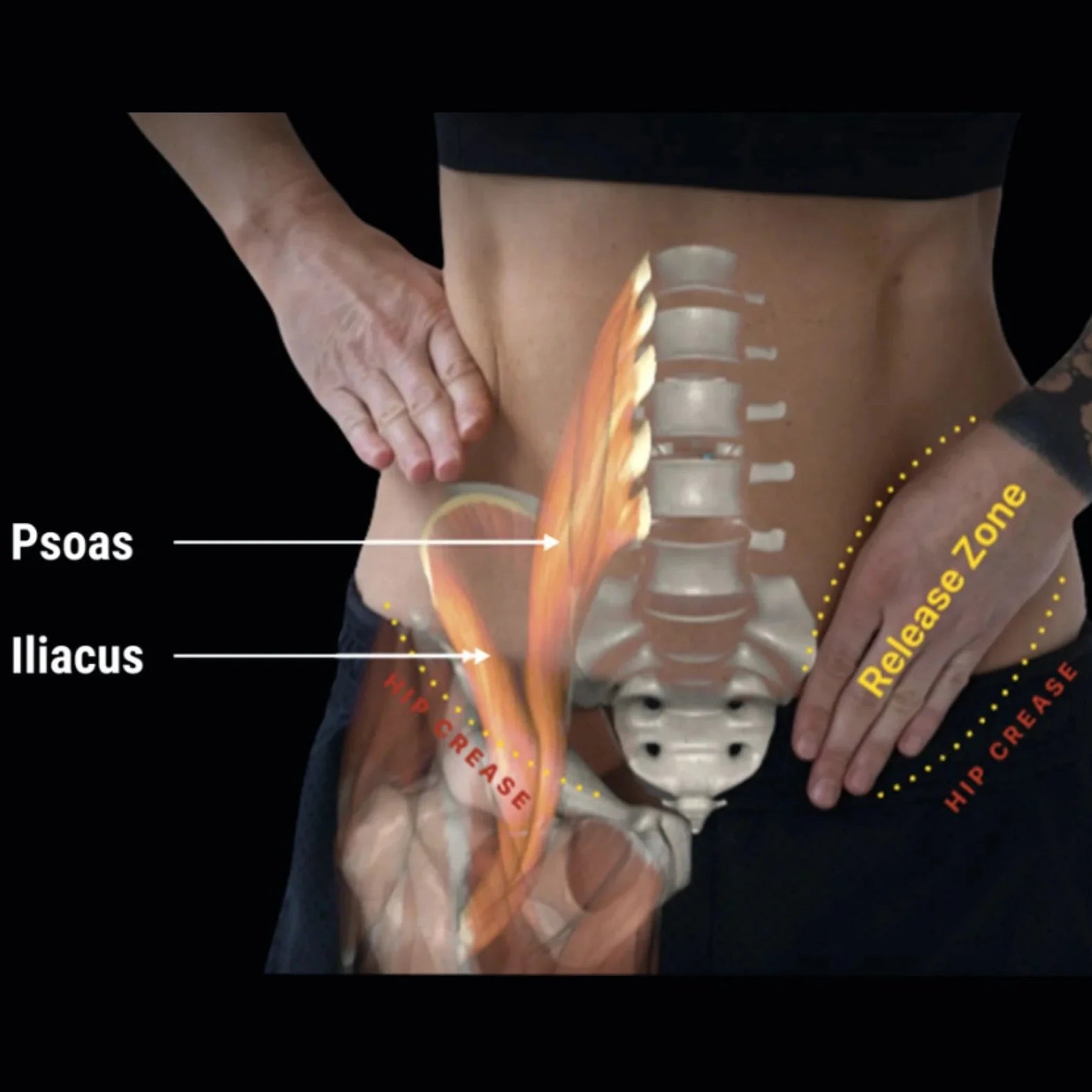 Hip Hook™ System (+ Orbit® &amp; App)