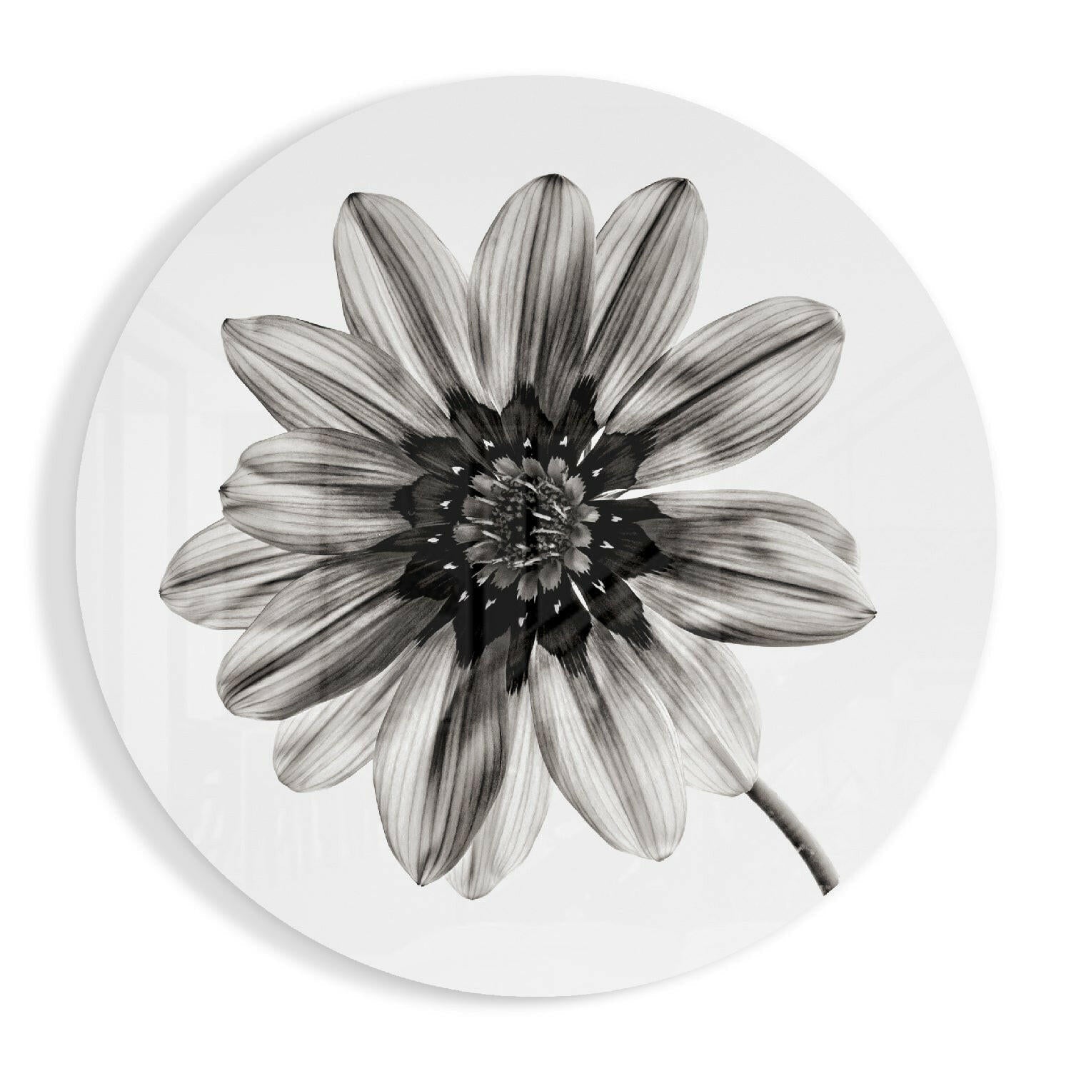 Monochrome Gazania Daisy Glass Wall Art